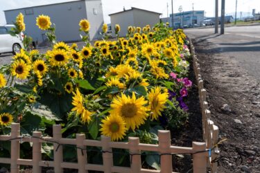 道路沿いに咲く可愛いひまわりさん