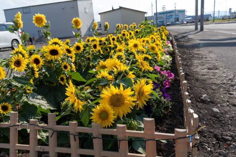 道路沿いに咲く可愛いひまわりさん