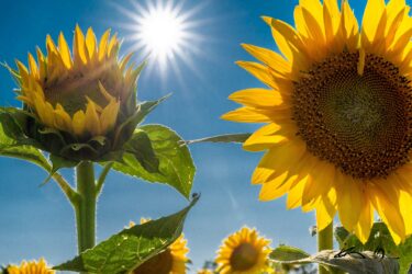 ひまわりの里の輝き