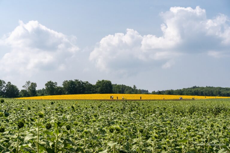 黄色と緑のコントラスタが美しいひまわりの里