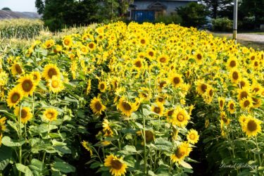 ดอกทานตะวันที่เต็มไปด้วยพลัง