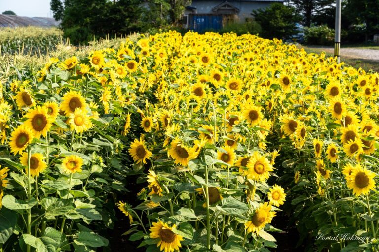 エネルギッシュなひまわりさん
