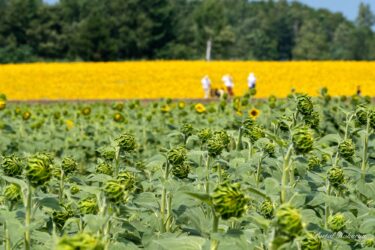 Melodiya çalan günəbaxan qönçələri