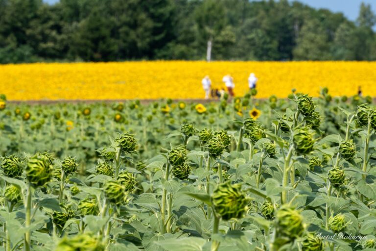 メロディを奏でるひまわりの蕾