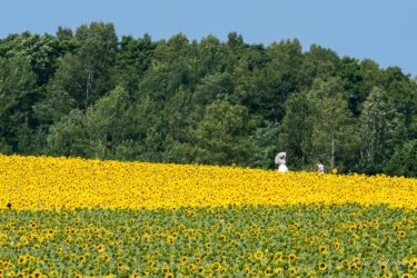 夏の日の思い出