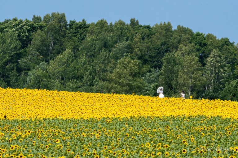 夏の日の思い出