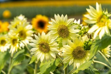 "Jade" günəbaxanları təravətləndirici ağ rəngdir