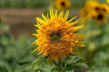 Matissin Günəbaxanları
