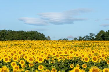 朝陽を浴びて輝くひまわりさん！
