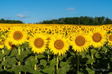 Keluarga bunga matahari yang penuh dengan kekuatan bahagia