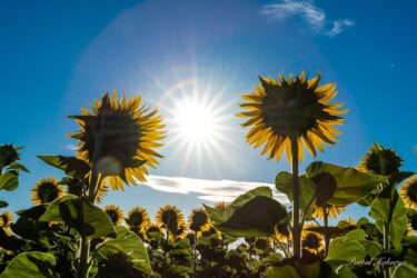 Səhər günəşinə baxan günəbaxanlar