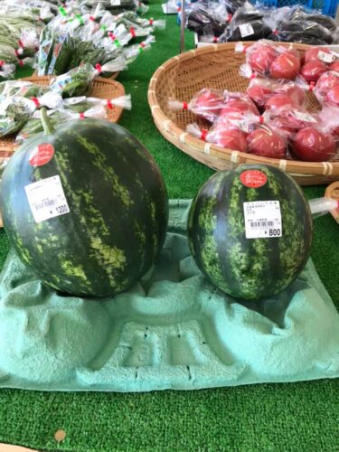 6月30日も初お目見えがあります♪ カメハメハの西瓜🍉 シャキッとして美味しい西瓜です【みのりっち北竜】