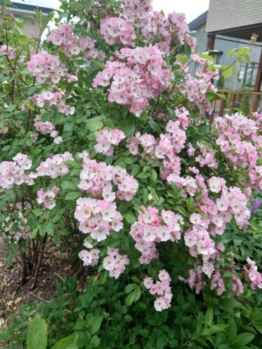 รายงานกิจกรรมโดยนายกเทศมนตรีเมืองโฮคุริว ยูทากะ ซาโนะ วันพฤหัสบดีที่ 1 กรกฎาคม การประชุมคณะกรรมการครั้งที่ 3 ขององค์การการเกษตรฮอกไกโด (เมืองซัปโปโร) เยี่ยมชมสภาการเกษตรฮอกไกโด เยี่ยมชมสมาคมเมืองและหมู่บ้านฮอกไกโด เยี่ยมชมแผนกการเกษตรและกิจการเศรษฐกิจของรัฐบาลจังหวัดฮอกไกโด