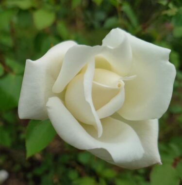 北竜町長 佐野豊 活動報告・6月30日（水）北竜町集落支援員とミーティング、職員と打ち合わせ