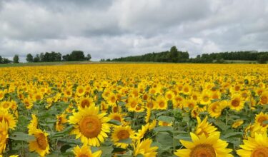 Báo cáo hoạt động của Thị trưởng Yutaka Sano của thị trấn Hokuryu: Ngày 12 tháng 7 (Thứ Hai) Họp với thị trưởng, các trưởng phòng, v.v. và kiểm tra tình trạng ra hoa của Làng hoa hướng dương