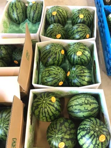 サマーオレンジの西瓜 🍉 黒皮の大玉西瓜、縞王の西瓜、黒皮小玉の太陽と月の西瓜、マダーボールの西瓜、ひまわり西瓜 🌻🌻🍉🌻🍉 と色々揃いました【みのりっち北竜】