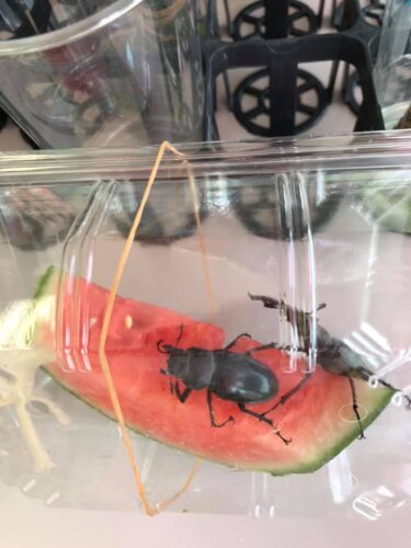 北竜町は33度の猛暑日。こんな日は西瓜が最高。西瓜をもとめてクワガタさんも来店してます ♪【みのりっち北竜】