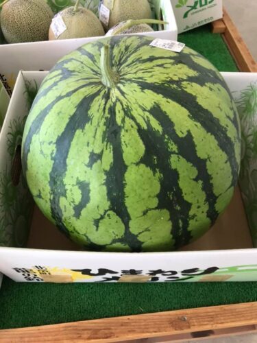 ビックリするほど⁉️　大きな縞王の西瓜 🍉🍉 なんと17キロもある大きな西瓜 🍉🍉 何人で食べられるかな❓【みのりっち北竜】