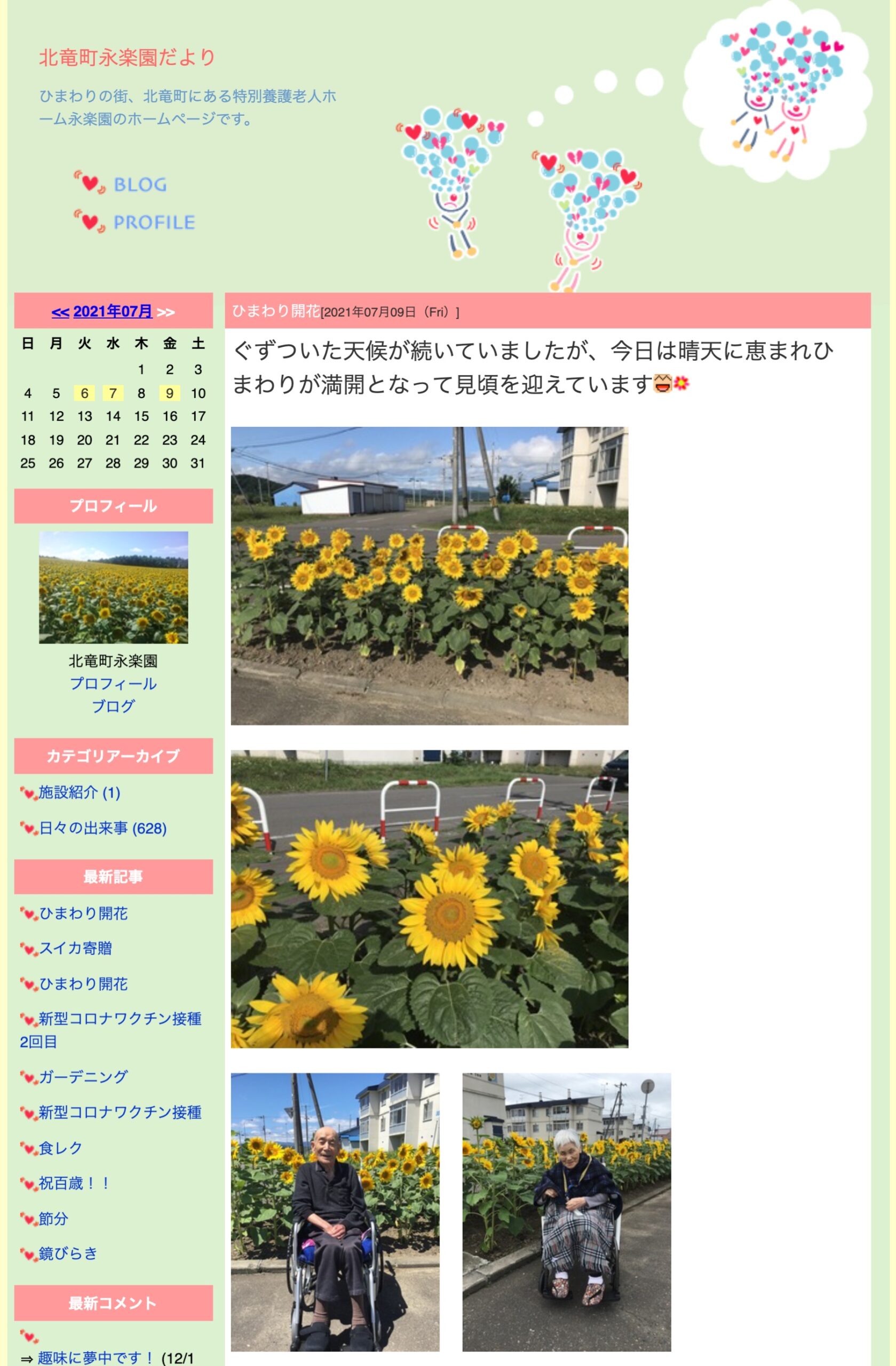 ひまわりが満開となって見頃を迎えています