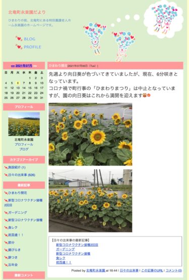 先週より向日葵が色づいてきていましたが、現在6分咲き。園の向日葵はこれから満開を迎えます【北竜町永楽園】