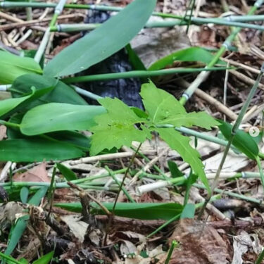 愛しき実生たち：今年は2年目の笹刈り。去年笹を刈った場所には、ミズナラとクルミをはじめ、シラカバ、エンジュなどの実生が育っていました【自然下・上井達矢さん仁美さん】