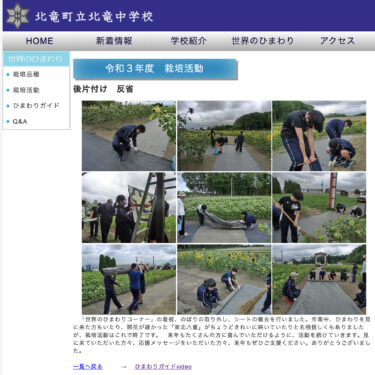 世界のひまわり後片付け・反省：来年もぜひご支援ください。ありがとうございました【北竜中学校】