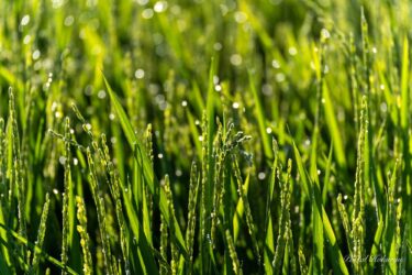 朝露にきらめく稲穂