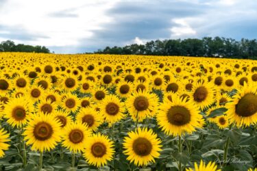 Bunga matahari yang mekar penuh di bukit yang menghadap ke timur.
