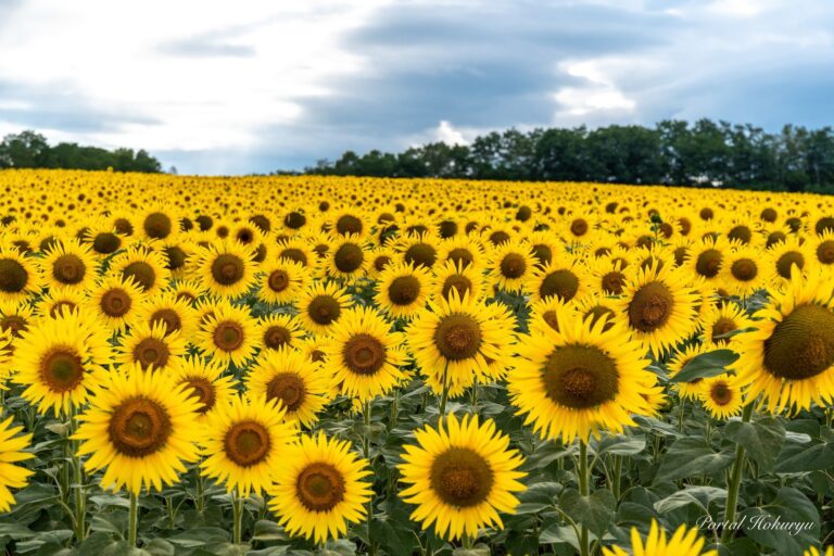 満開のひまわりさん