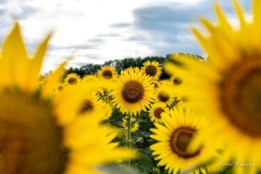 キラッと輝くキュートなひまわりさん