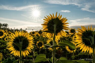 青紫の花 ムスカリのささやき 北竜町ポータル