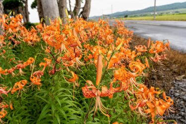 黄金色の稲穂の田んぼ 広がる黄金色🌾 2023.10.07 とにかく広い、色づいた田んぼが撮り