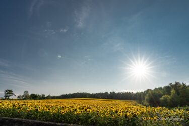 Kilauan matahari yang memuji kecemerlangan bunga matahari