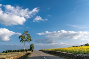 Günəbaxan kəndinin qərbindəki təpələr çiçək açır! Günəbaxanlar həyatdan doyunca zövq alırmış kimi çiçək açır.