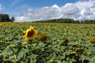 Gözəl təcrübə üçün Himawari, təşəkkür edirəm!