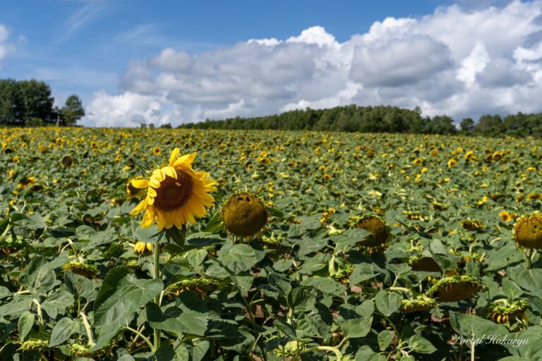 ひまわりさん、素晴らしい感動をありがとう！