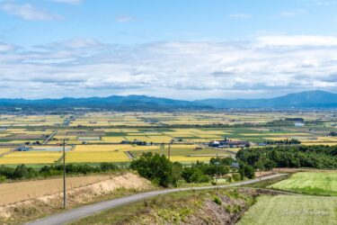 色づく田んぼ風景