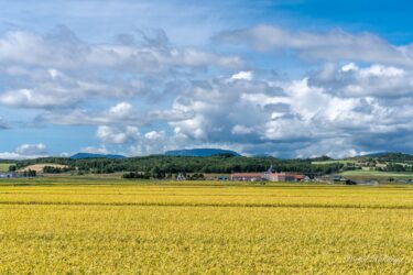 神聖なる生命パワーを秘めた稲穂さんに感謝をこめて！