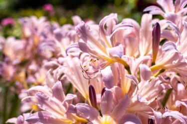 清楚な優しい輝きに心和らぐ