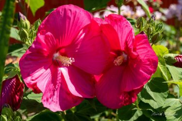 Zarif ve büyüleyici ebegümeci çiçeği