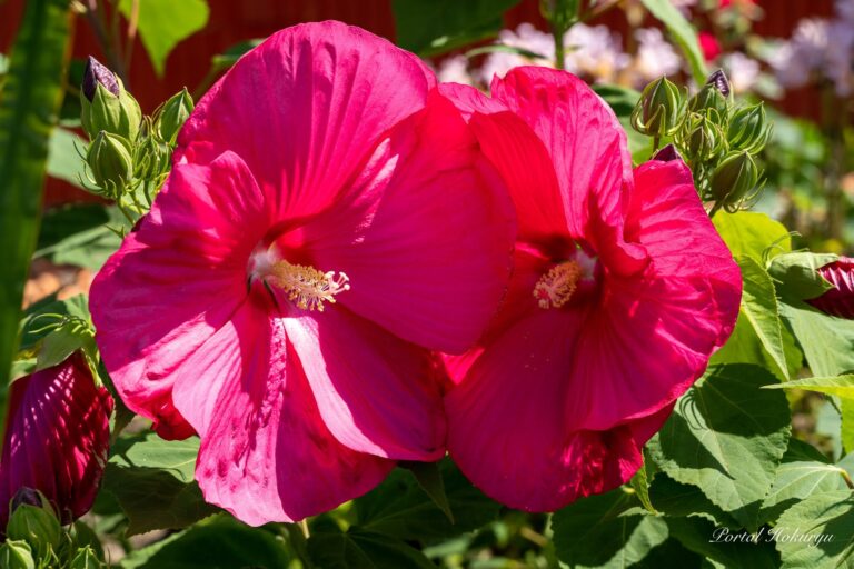 寄り添うハイビスカス！！