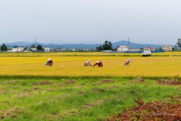 田んぼの草取り