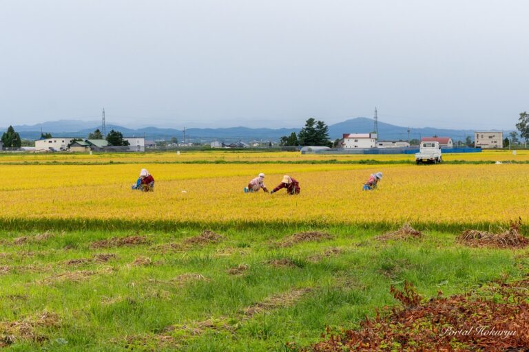 田んぼの草取り