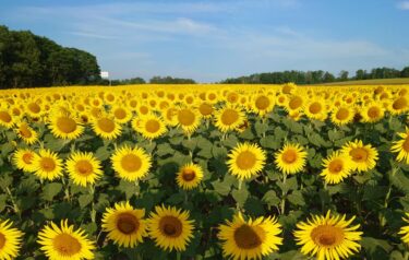 北竜町長 佐野豊 活動報告・8月3日（火）企画振興課・産業課職員と懇談、北竜町集落支援員とミーティング、消防北竜支署幹部職員と懇談、ひまわりの里視察