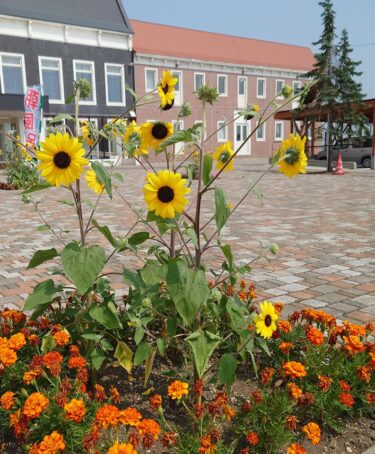 北竜町長 佐野豊 活動報告・8月4日（水）住民課職員と懇談、建設課係長以上職員と懇談、東神楽町議会議員来訪、教育委員会課長等職員と懇談、特別老人ホーム永楽園打ち合わせ