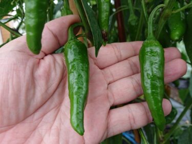 技能実習生(ベトナム人)の為に栽培している唐辛子です。来年は沢山栽培する予定です【北興建設】