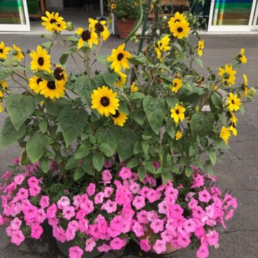品物はそれなりに揃っていますのでぜひ御来店ください 😃 お店前のひまわりがまだまだ綺麗に咲いています♪【みのりっち北竜】