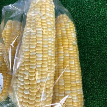 甘いコーン🌽 とうきびごはんがとても美味しいですよ♪ 作るのも簡単 私のレシピをご紹介【みのりっち北竜】