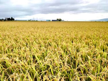 北竜町長 佐野豊 活動報告・8月26日（木）新型コロナウイルス感染症対策本部会議 ✦豊穣の出来秋です🌾もうすぐ稲刈りが始まります🌻