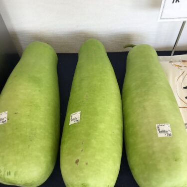 大きな夕顔、干瓢や煮物にして食べられます。落葉きのこ、とうきび、枝豆、ブロッコリーと色々ありますので是非ご来店下さい【みのりっち北竜】